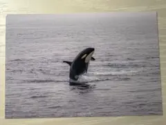 熊のプーさんBRlGHT様 リクエスト 2点 まとめ商品