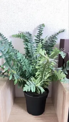 フェイクグリーン シダ植物 観葉植物 黒鉢のサムネイル