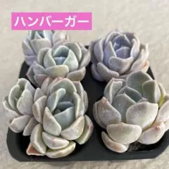 ハンバーガー4苗セット　多肉植物　エケベリア　抜き苗　寄せ植え