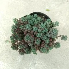 多肉植物 パープルヘイズ① 抜き苗のサムネイル