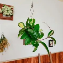 yu-genius様 リクエスト 2点 まとめ商品