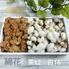 綿花 茶色12個 白16個 セット