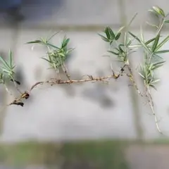 稚児笹のサムネイル