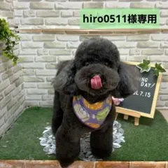 hiro0511様専用　犬のおやつ　ドギーマン　無添加良品　金紗ひとくち仕立てのサムネイル