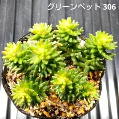 グリーンペット 306 セダム 多肉植物 抜き苗 鉢の中全部