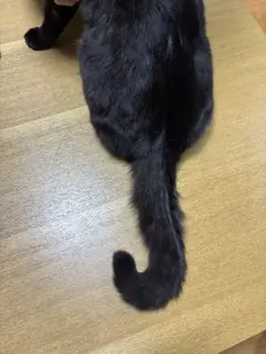和様 確認用（背中〜尻尾）