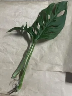 モンステラ マドカズラ 観葉植物 苗 発根済