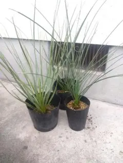 2025年最新】ダシリリオン ロンギシマムの人気アイテム - メルカリ