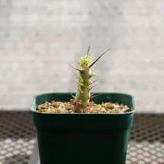 サルコカウロン モンソニアヘレー 塊根植物 コーデックス - メルカリ