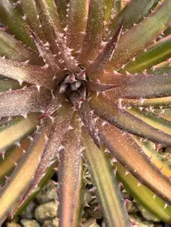 2026年最新】dyckia DAKOTAの人気アイテム - メルカリ