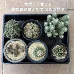 多肉植物 ミニサボテン 抜き苗 100個 - メルカリ