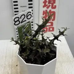 珍奇植物》セロペギア『ボッセリ』4号(12cm)鉢 No.220 - メルカリ