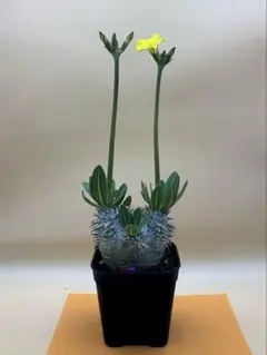 クマクマ様 リクエスト 4点 まとめ商品