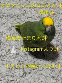 備長炭止まり木⭐️パーチ⭐️止まり木⭐️専用です(*゜∀゜*) - メルカリ