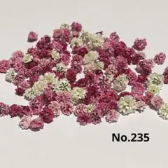 No.235かすみ草ドライフラワーMIX