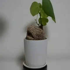 良株◾️ステファニアスベローサStephania suberosa◾️塊根部11cm