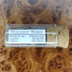 恐竜の小びん☆本物の恐竜の骨化石標本　アソート