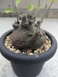 激渋株】 Adenia spinosa アデニアスピノーサ 現地球 塊根植物 - メルカリ