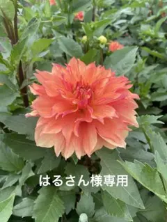 はるさん様専用
