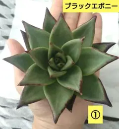 Flower様 リクエスト 3点 まとめ商品