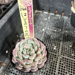 2026年最新】多肉植物おらいさん苗札付きの人気アイテム - メルカリ