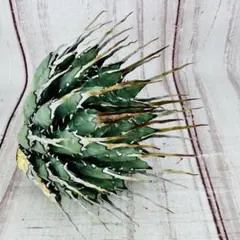 2025年最新】エボリスピナ ベアルートの人気アイテム - メルカリ