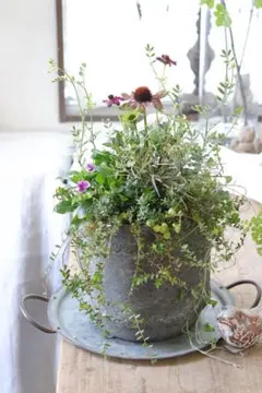 チョコレートチェリーコスモスとエキナセアのsummerシックな寄せ植え