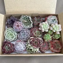 多肉植物　エケベリア　韓国苗　カット苗　詰め合わせセット