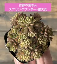 2026年最新】古都の葉の人気アイテム - メルカリ