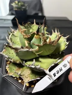 希少 アガベ グレートホワイトシャーク シャークスキン - メルカリ