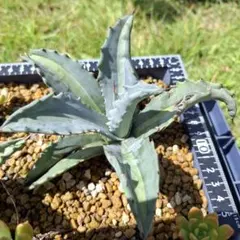 ユウコ様 リクエスト 2点 まとめ商品