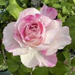 【同梱で２鉢目〜¥1000お値引き】 春の新苗♡M-22♡芽接ぎ苗／４号ポットのサムネイル
