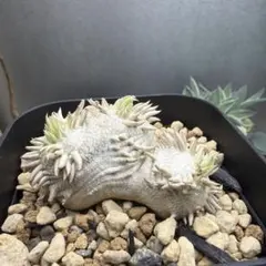 2025年最新】恵比寿笑の人気アイテム - メルカリ