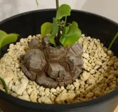 2026年最新】亀甲竜 植物の人気アイテム - メルカリ