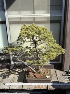 【寄せ植え　津山桧盆栽】　　　　　⭕7幹の寄せ植え❗真柏 寄せ植え 津山桧盆栽】 ⭕7幹の寄せ植え…希少❗ - メルカリ