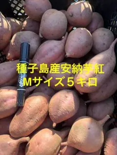 安納芋紅Mサイズ5キロ種子島産