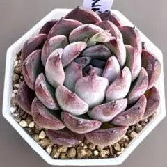 タカ様 リクエスト 3点 まとめ商品