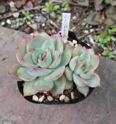 多肉植物✩.*˚七福神 抜き苗 No.7 七福神 抜き苗 多肉植物 - メルカリ