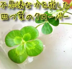 四つ葉のクローバー⑩ - メルカリ