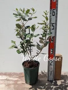希少 フェイジョア ゴールデングース 挿し木苗 高さ60cm程 ラベル付き