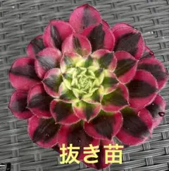 み*ん様 アエオニウム 銅花順①⭐️お買い得 - メルカリ