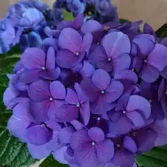 アジサイ 紫陽花 ホットチボリマーブルブルー 5号鉢 - メルカリ