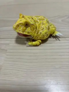 いきもの大図鑑アドバンス クランウェルツノガエル アルビノイエロー