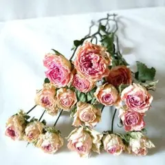 mixカラー❇️ミニバラ❣️ドライフラワーᕷ*.°花付き⭕️ - メルカリ