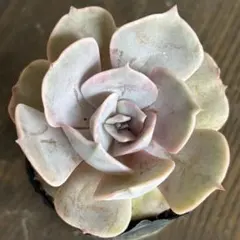 多肉植物 ♡ リラシナ ♡ 抜き苗 - メルカリ