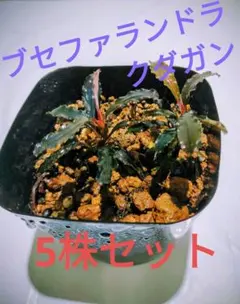 Bucephalandra『Moonlight』5株 フォロワ-割引、オマケ