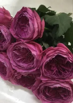 ❀ご購入前にコメントお願い致します❀ バラ輸入バラ 苗 ブルー