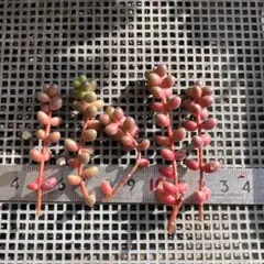 桜峰様 リクエスト 2点 まとめ商品