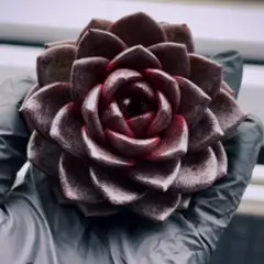 ふう様 リクエスト 3点 まとめ商品