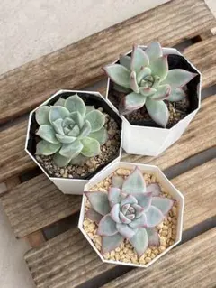 多肉植物セットＣ
